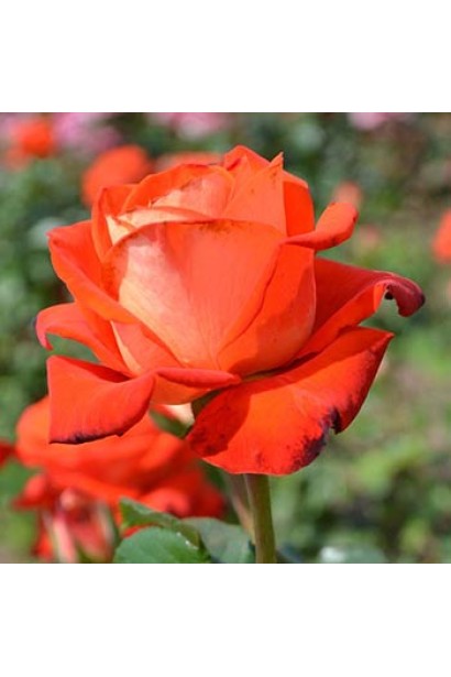 Троянда чайно-гібридна Верано